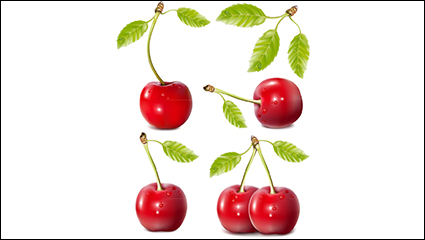 4 vivid red cherry vector material