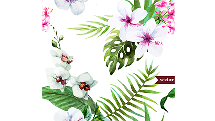 White hibiscus and butterfly orchid Vectors