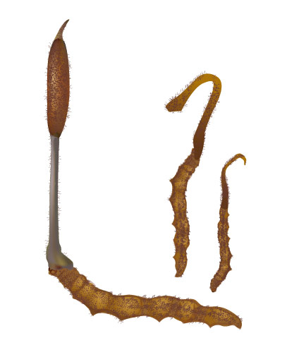 Vector Cordyceps