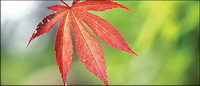 Red Maple Leaf picture material