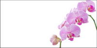 Orchid white picture material-6
