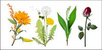 Four kinds of flowers Vector material