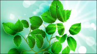 Beautiful light green leaves vector 