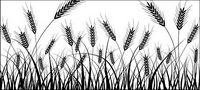 Wheat silhouettes vector material