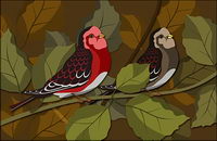 Psd birdies on the branches of the layered material