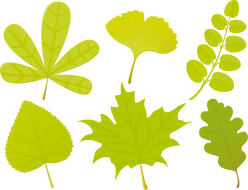 A variety of leaf forms 04-- vector material
