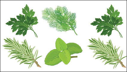 Chinese herbal foliage 04 - vector
