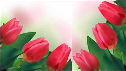 Bright tulips 02 - vector