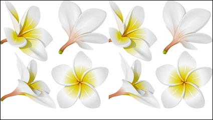 Realistic egg flower vector material -01