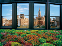 National Geographic Magazine Wallpaper