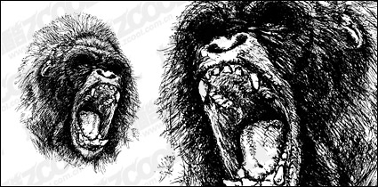 Ferocious gorilla vector material