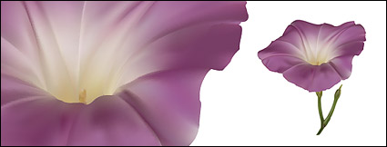 AI realistic rendering of the morning glory vector material